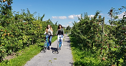 altes-land_fahrrad_c-tourismusverein-altes-land-ev