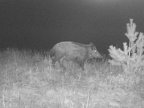 Wildschwein_Loki_Schmidt_Stiftung