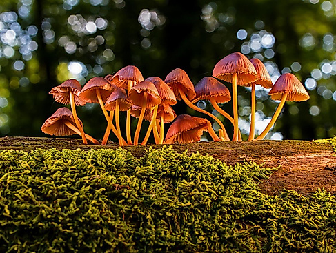 Pilze