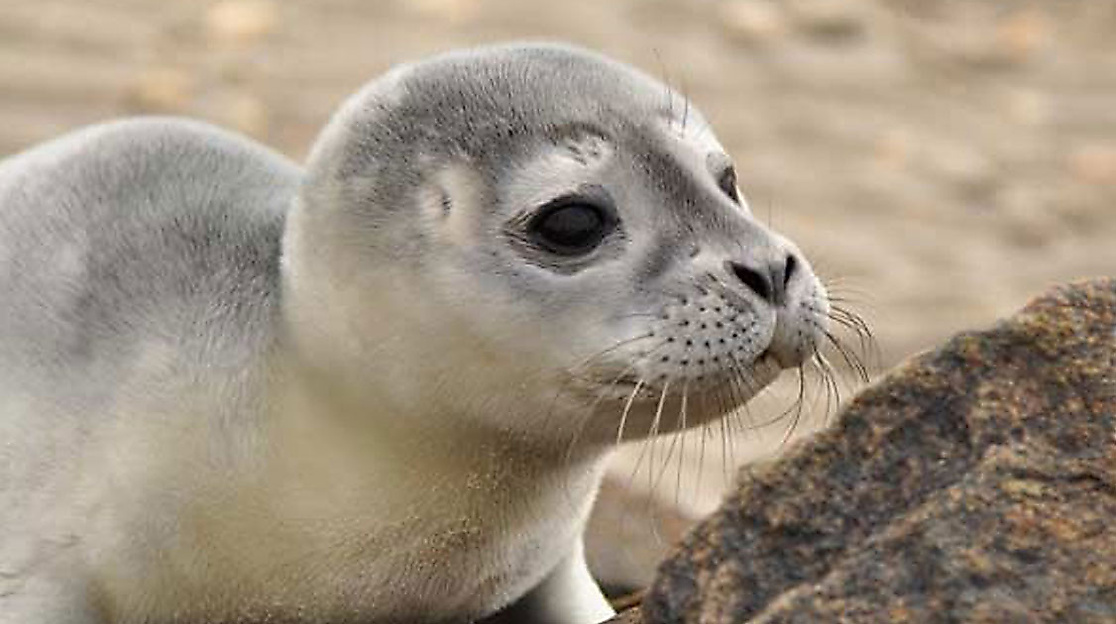 Junger Seehund mit sandigem Fell liegt am Strand vor Neuwerk im Nationalpark Wattenmeer