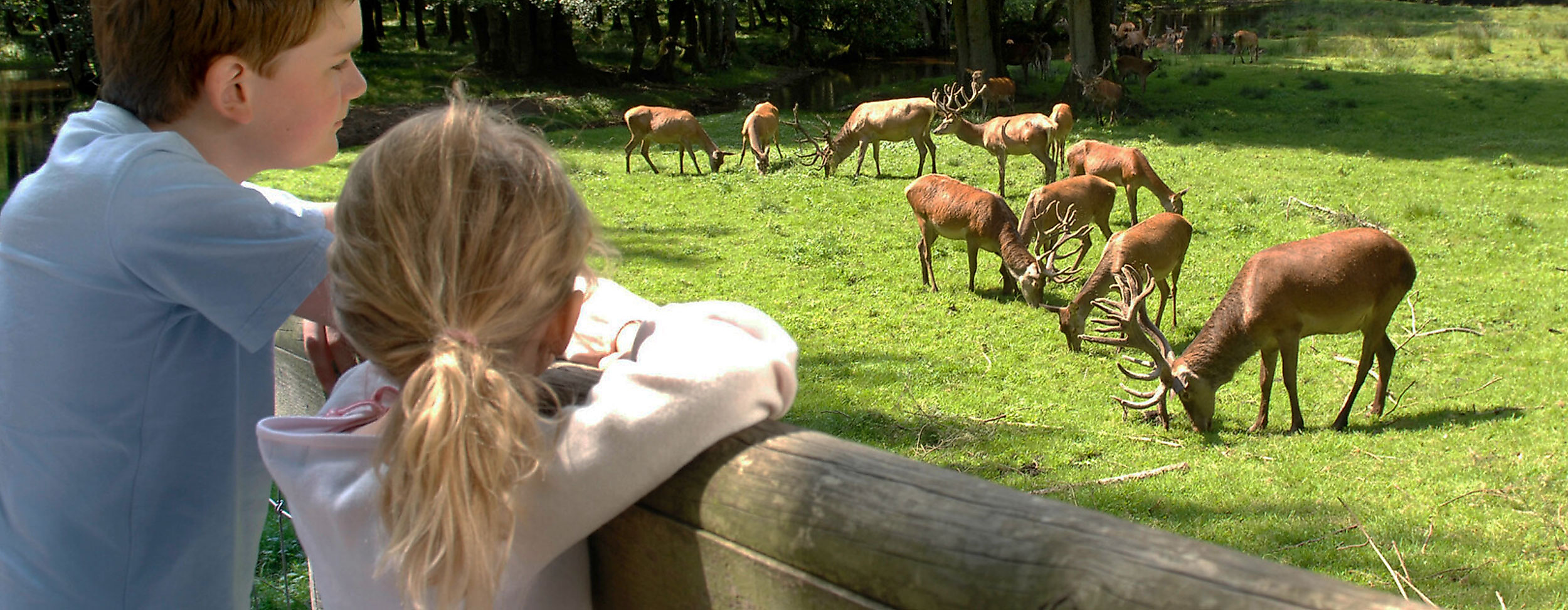 Zwei Kinder betrachten Rehwild in der Naturerlebnisstätte Wildpark Eekholt