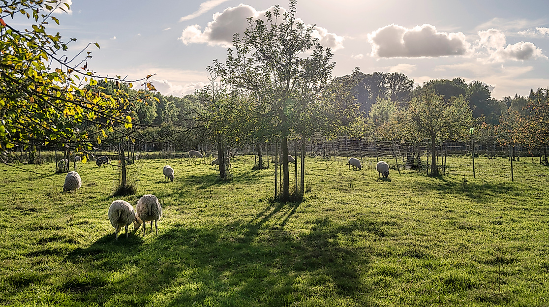 Apfel-Fest Lüneburger Streuobstwiesen e.V.