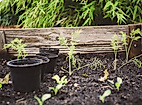 Urban Gardening