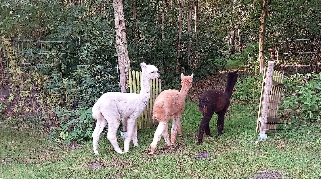 Yoga mit Alpakas