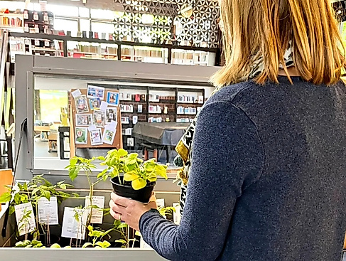 Pflanzentauschbörse in der Bibliothek Waldmühle