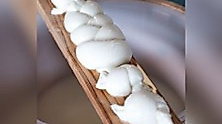 Workshop - Mozzarella-Kunst - Mit Mara von Mozzamania