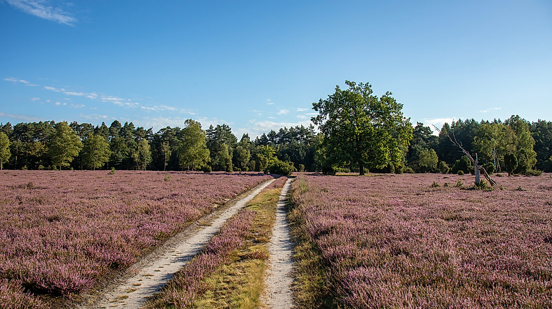 Oberoher Heide