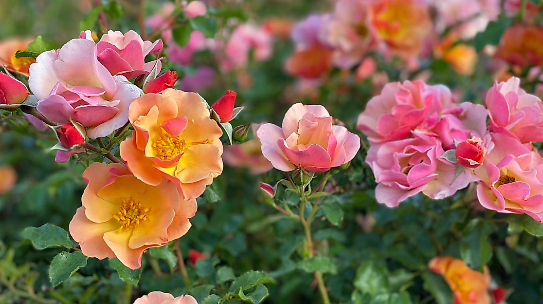 Schafstedter Rosentage