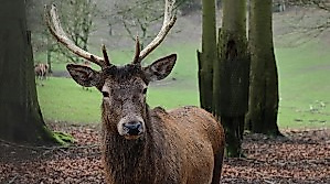 26--10-07 Wildpark Eekholt ©pexels