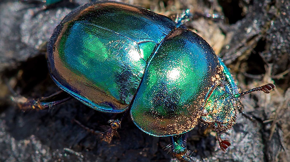 Fabelhafte Insekten - Käfer