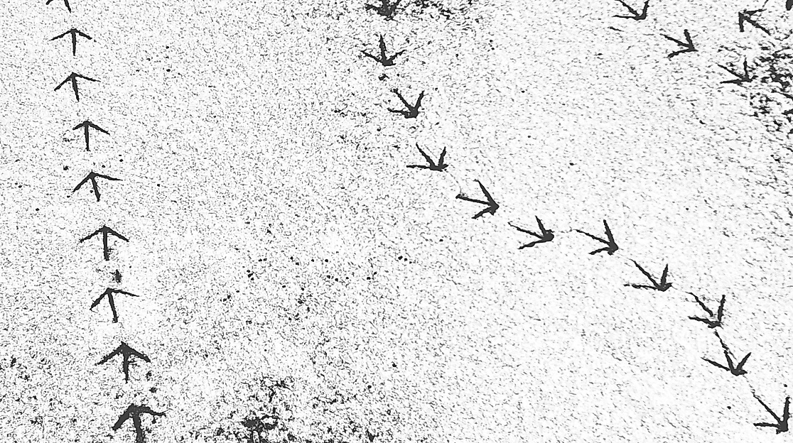 Vogelspuren im Schnee