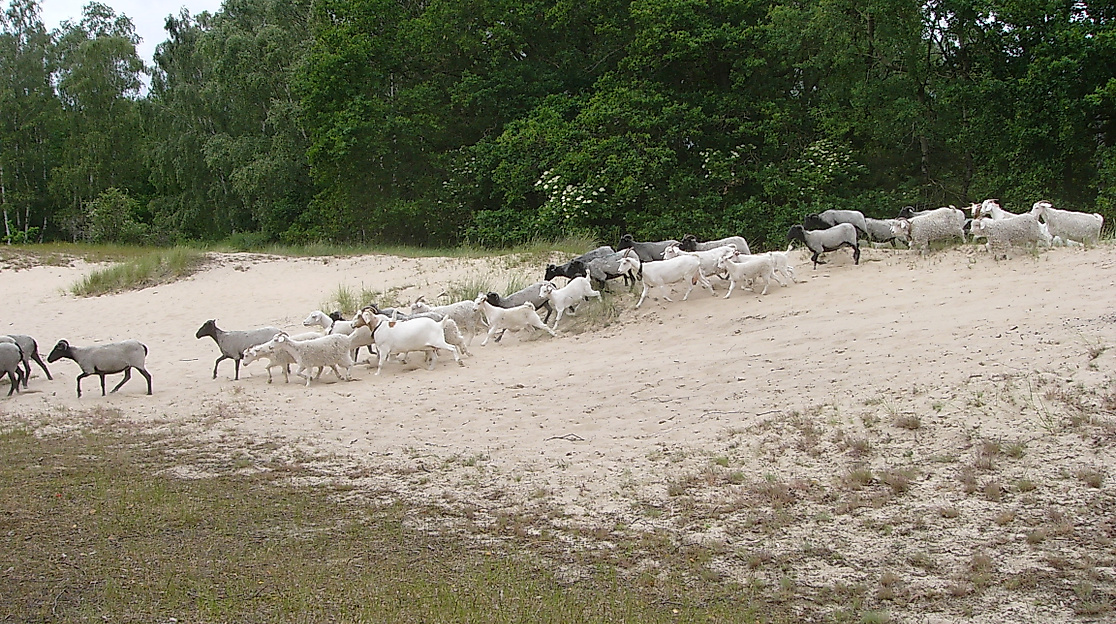 boberger-duenen_schafe_c-infohaus-boberg-loki-schmidt-stiftung_02