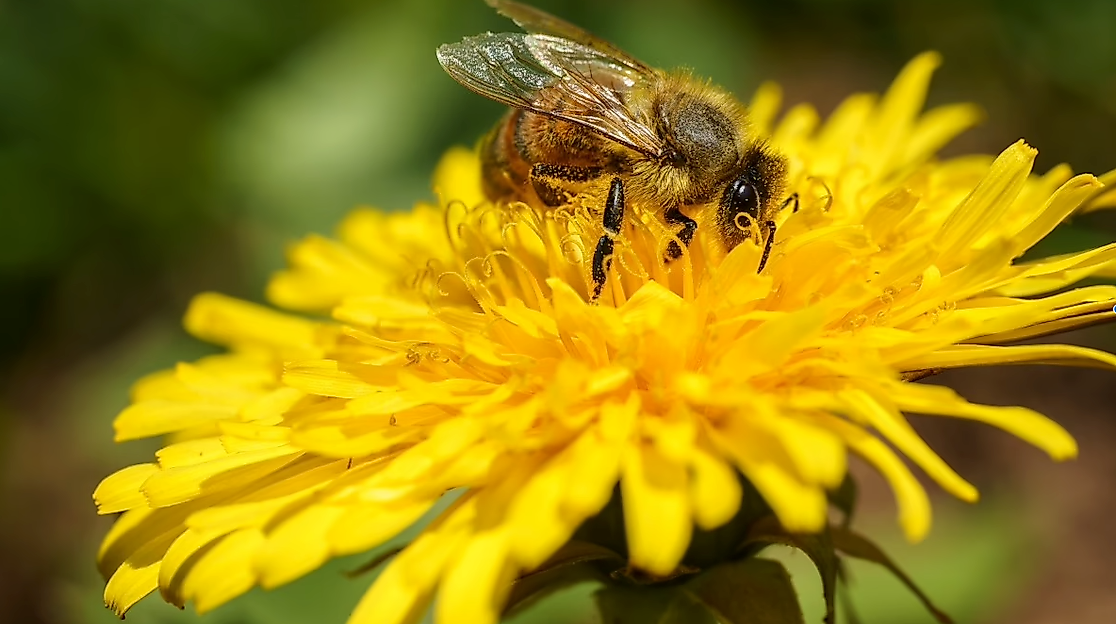 Garten von Ehren_Bienenfreundliche Pflanzen