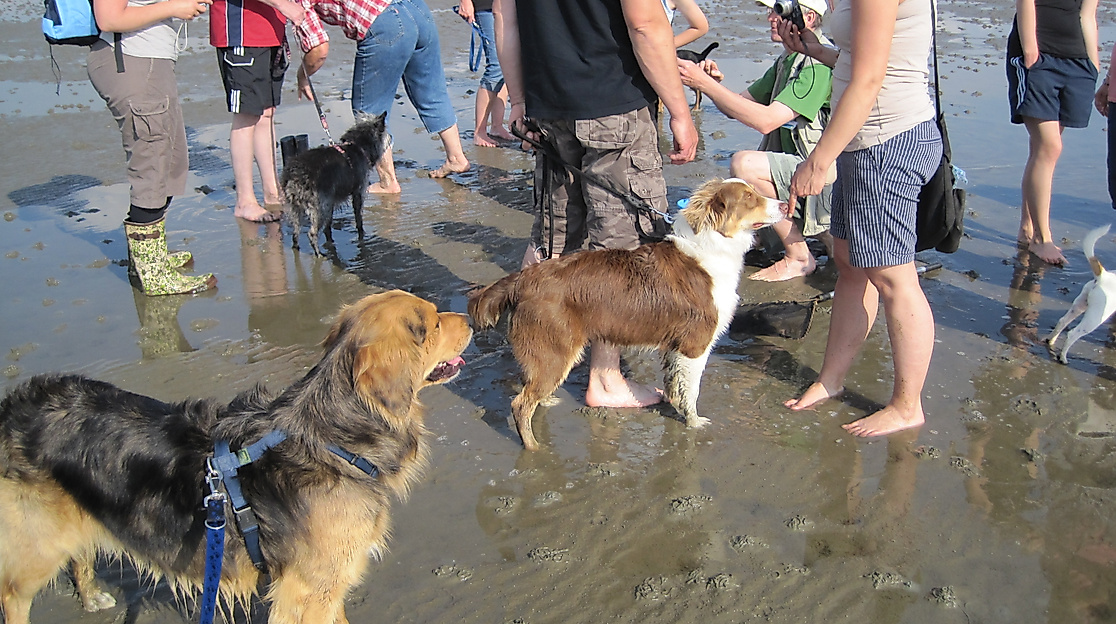 Wattführung "mit Hund"