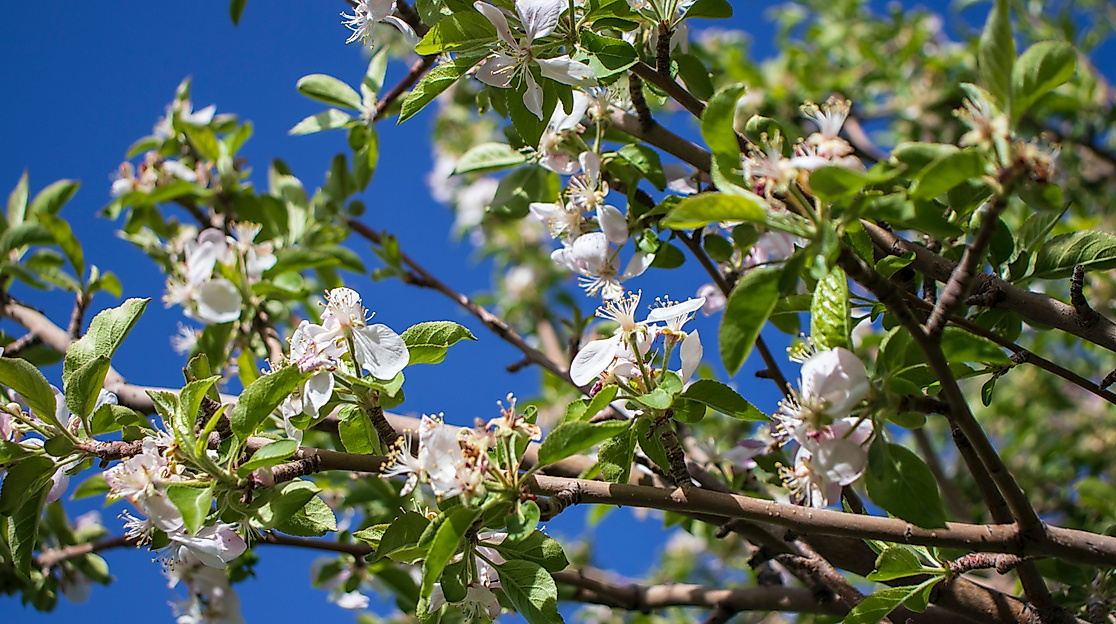 cranz-route-altes-land-c-unsplash-andre-chipurenko