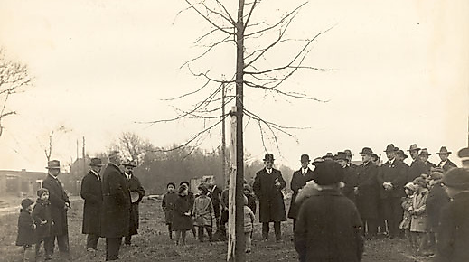 1928 Pflanzung Schubert-Linde