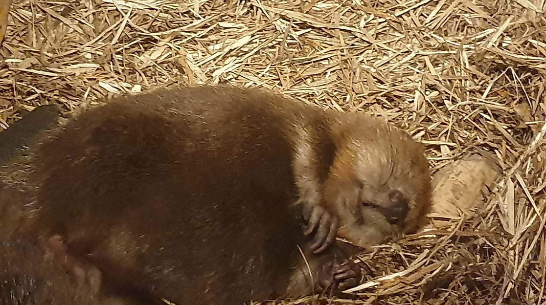 Biosphaerium Elbtalaue - Biber und Elbfische live erleben