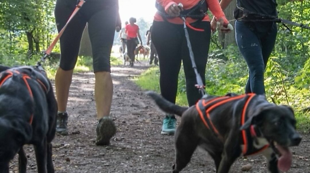 Fit mit Hund - Caniwalk