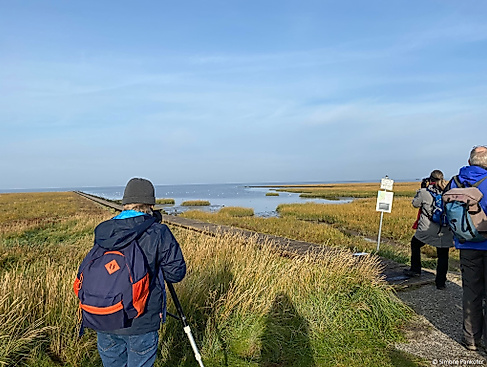 Zugvögel in den Salzwiesen
