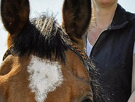Reiten Ringreiten neutral