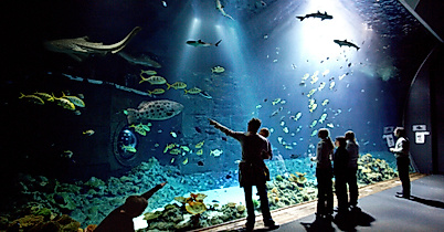 Tropical Aquarium Hagenbeck