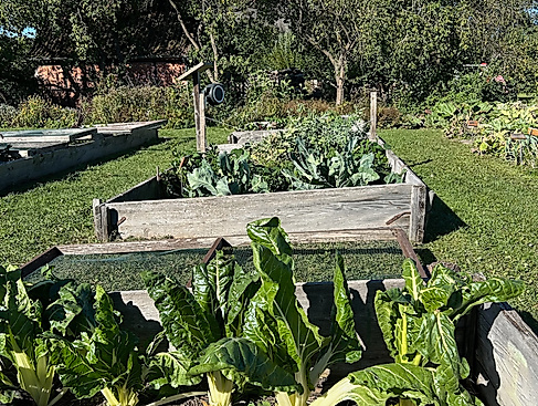 Schädlinge im Gemüsebeet