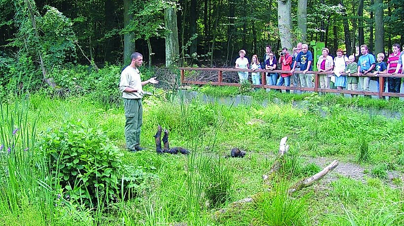 otter-zentrum_schaufuetterung-iltis_1