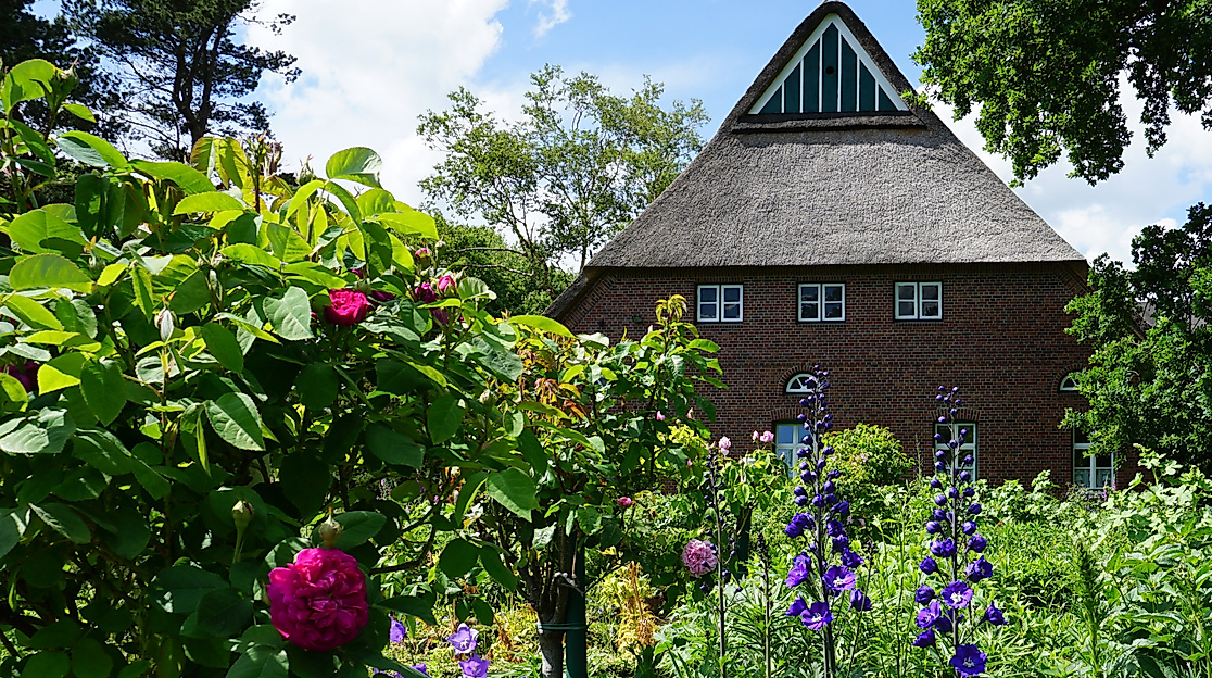 historischer_munsterhofcurte_wurzel