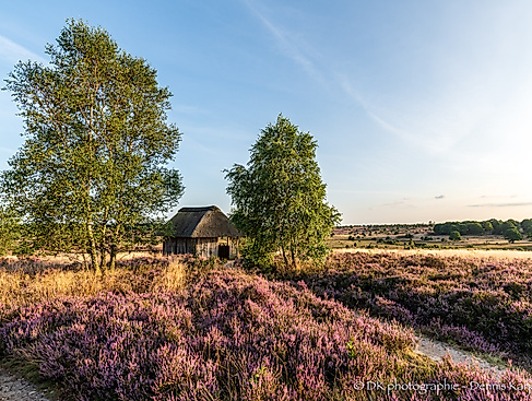 Fotowalk - Heide im Abendlicht