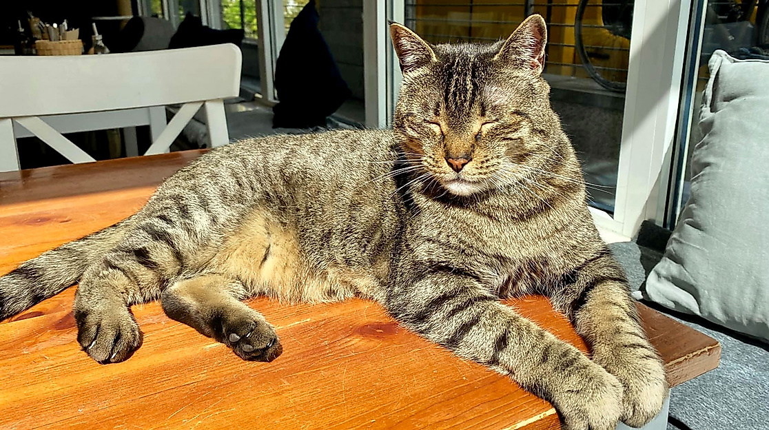 Katers Köök Cat Newman