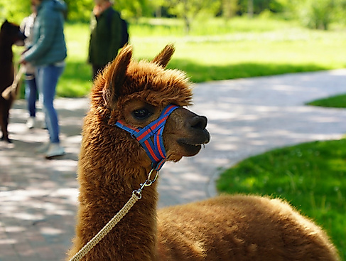 Valentinstag-Rundgang mit Alpakas