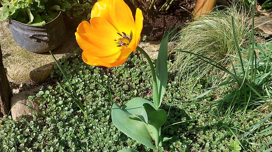 Gartenöffnung Atelier hinterm Gartenzaun