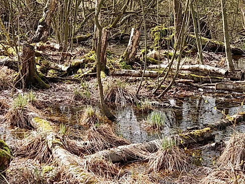 Moor