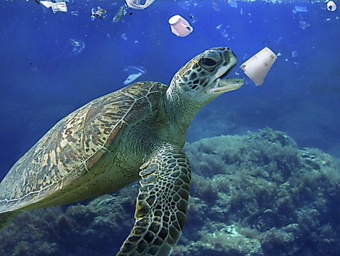 Mediterranean Life under Siege