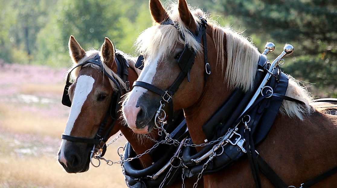 Kinder erleben: Kinder auf die Kutsche