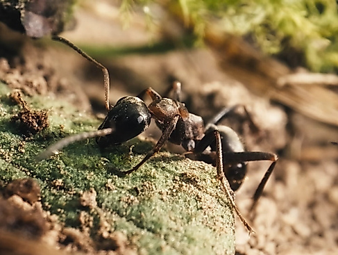 The Realm of Ants