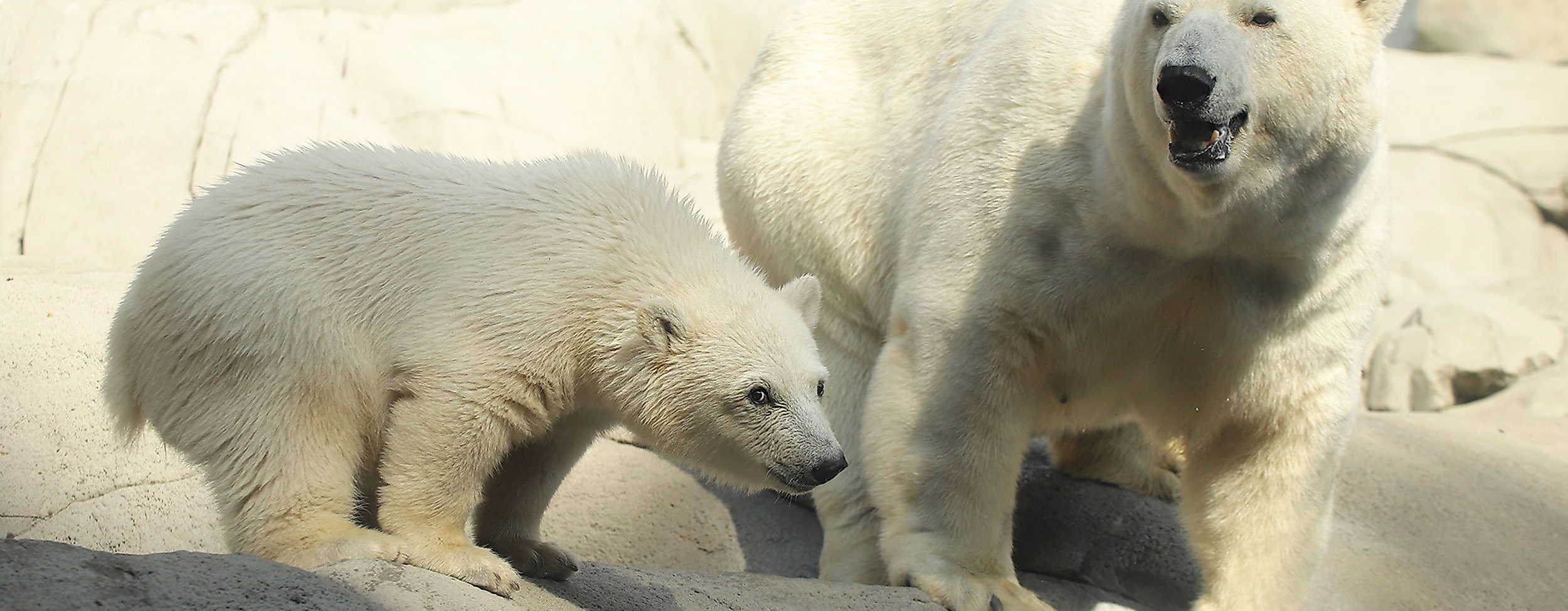 Eisbärebaby mit Eisbärenmutter