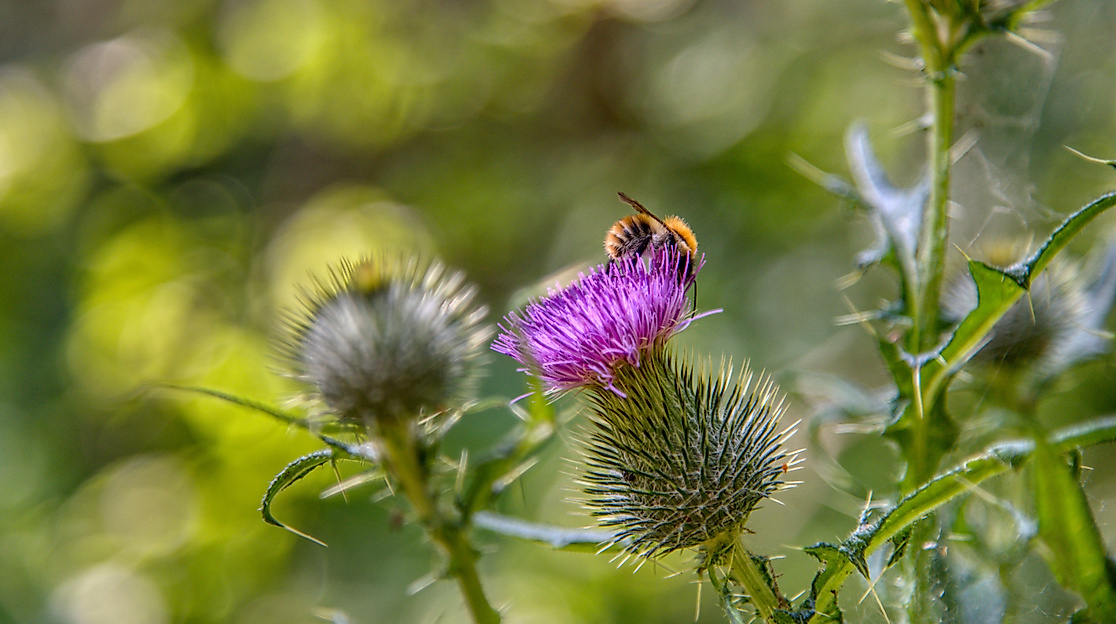 Von lichten Wäldern und Bienen