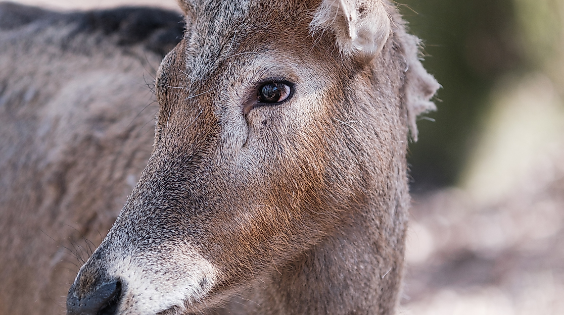 Veranstaltungsdatenbank Hamburg_Bild Wintersafari