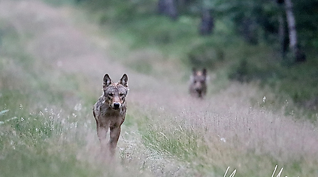 Wolfsrüde Rudel Göhrde_01