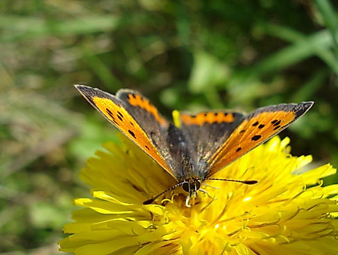 Löwenzahn mit Besucher