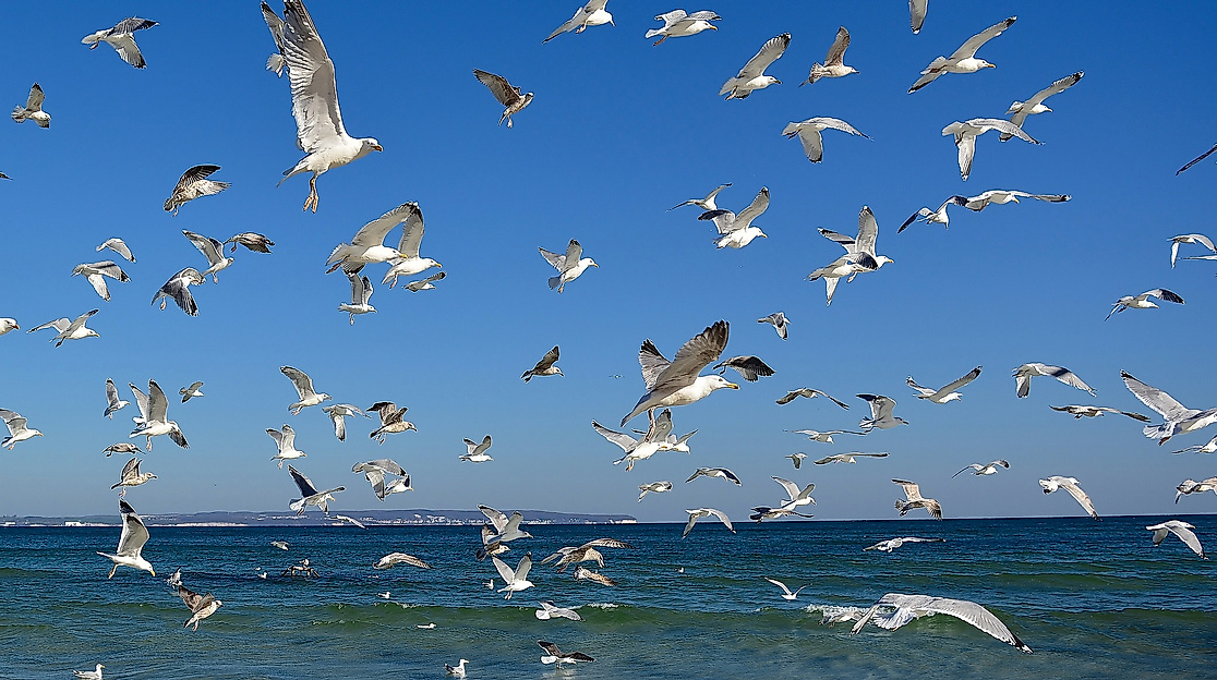 nature-4903412_1920