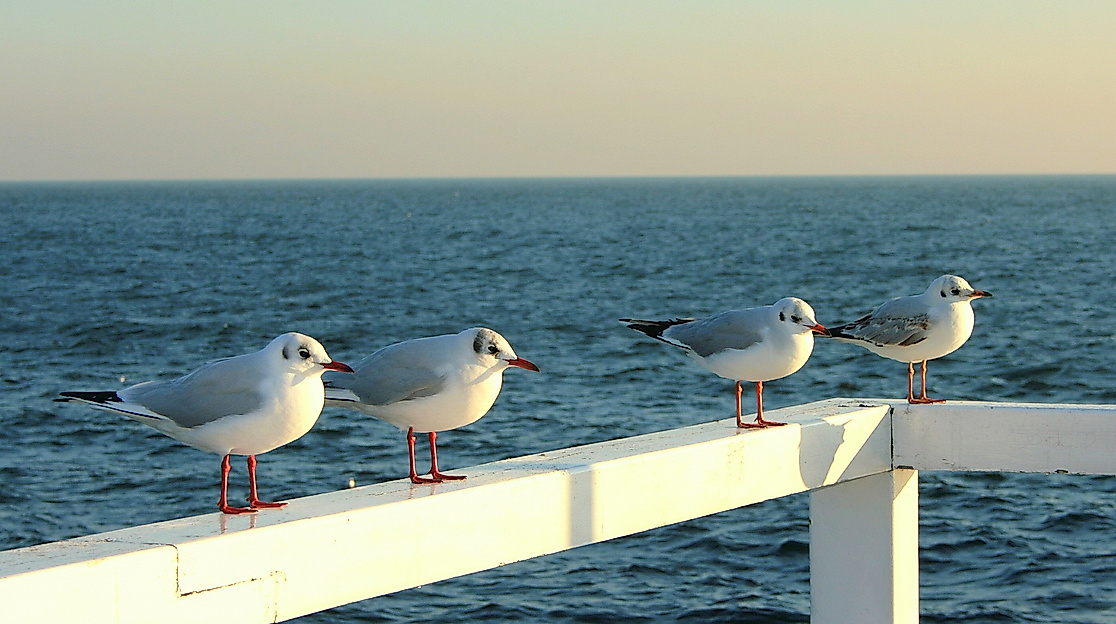 the-seagulls-630915_1920-kopie