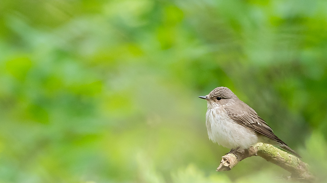 Grauschnäpper // spotted flycatcher
