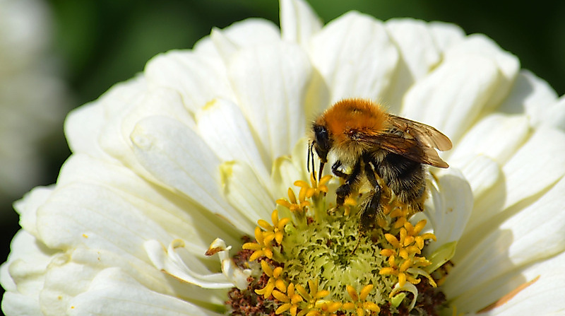 "Die Welt der Bienen"