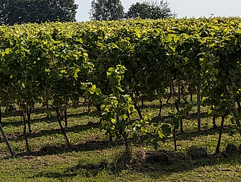 Zum Winzer-Fest nach Groß Thondorf