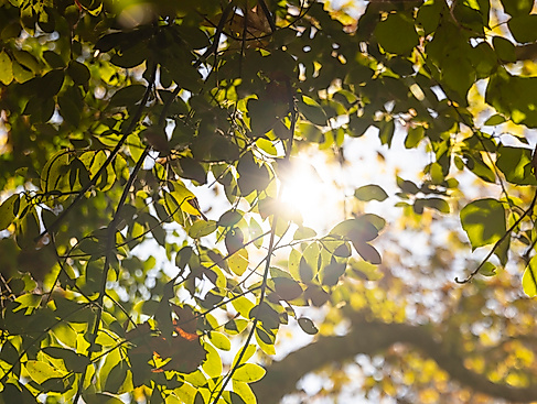 Sonnenlicht im Blätterdach