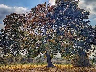 Konfirmations-Gottesdienst von St. Jakobi mit Pastorin Bärbel Reichelt