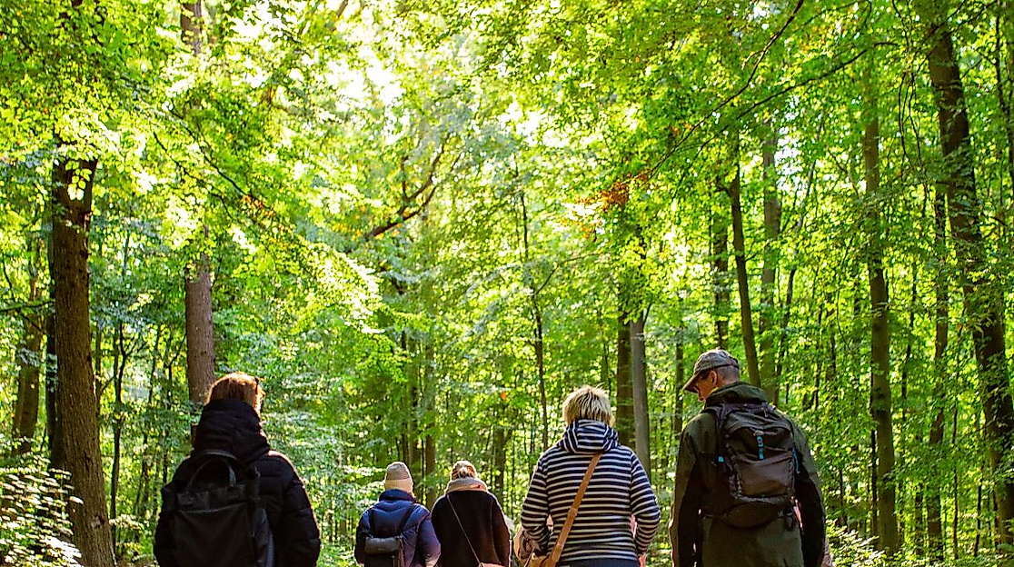 Wald erleben im Frühling