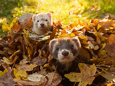 Frettchen-im-Herbstlaub_PM